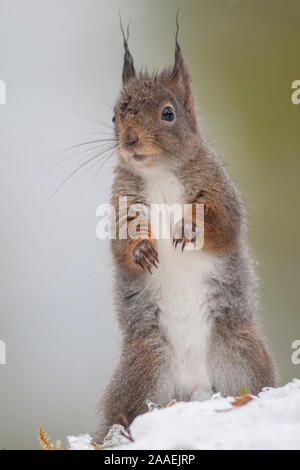 Red scoiattolo (Sciurus vulgaris) a caccia di cibo in inverno Foto Stock