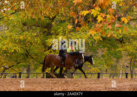 Piloti esercitare i loro cavalli lungo una via in Hyde Park sotto il baldacchino dorato di foglie autunnali. Foto Stock