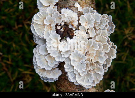 Split Gill (Schizophyllum comune) su un ramo morto di una betulla, somigliante a allentato ventagli cinesi, visto dal lato inferiore Foto Stock