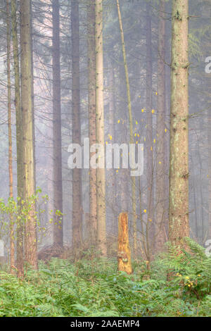 Foschia mattutina in una misteriosa foresta di pini Foto Stock