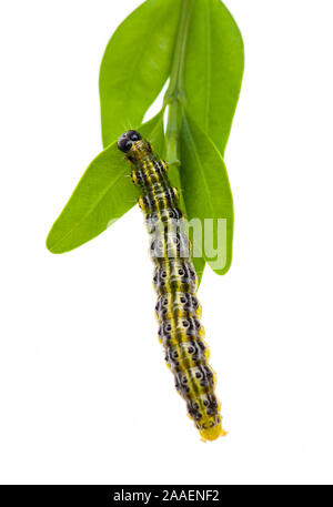 (Cydalima perspectalis) caterpillar della falena di legno di bosso con fogli di legno di bosso Foto Stock