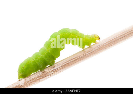 Verde grande bruco su un bastone di legno su sfondo bianco Foto Stock
