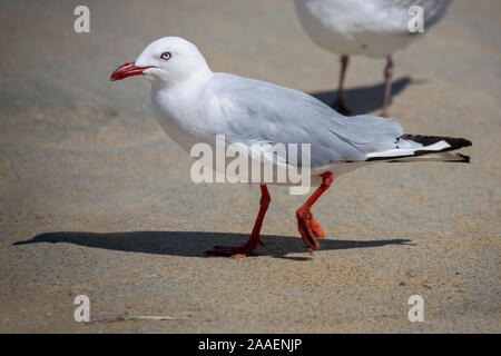 Rosso-fatturati gabbiano (Chroicocephalus scopulinus) Foto Stock