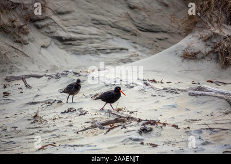 Variabile (Oystercatcher Haematopus unicolor) e ceci su una spiaggia di Isola del Sud della Nuova Zelanda Foto Stock