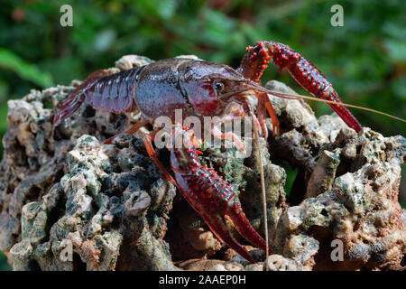 Procambarus clarkii è una specie di cambarid gamberi di acqua dolce, nativi del Messico settentrionale e meridionale e sud-orientale degli Stati Uniti Foto Stock