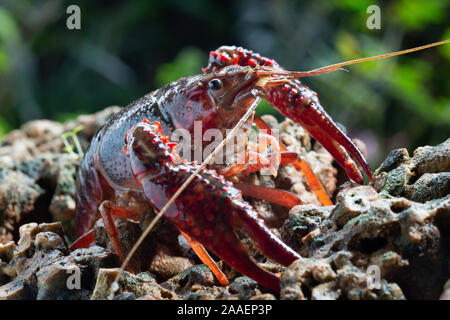 Procambarus clarkii è una specie di cambarid gamberi di acqua dolce, nativi del Messico settentrionale e meridionale e sud-orientale degli Stati Uniti Foto Stock