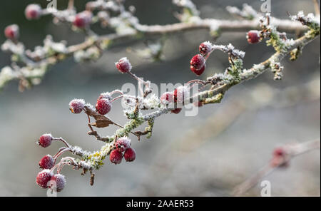 Coperto di brina biancospino bacche su un ramo. Foto Stock