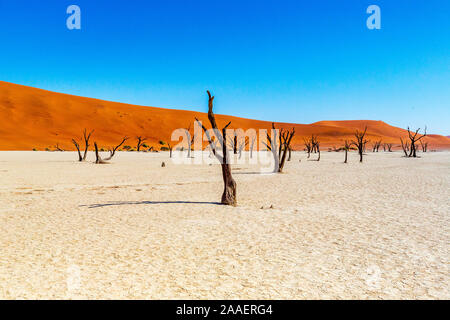 Morto alberi Camelthorn contro dune rosse e blu del cielo in Deadvlei, Sossusvlei. Namib-Naukluft National Park, Namibia, Africa Foto Stock