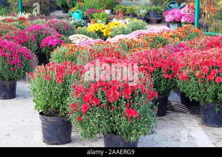 Negozio giardino con fiori. Boccole con viola e rosso hrysanthemums in vasi in giardino negozio. Vivaio di piante e alberi per il giardinaggio. Foto Stock