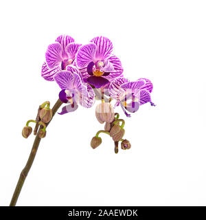 Blooming orchid isolata contro uno sfondo bianco Foto Stock