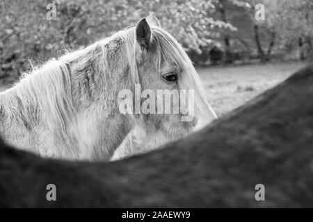 Close-up di un pony testa - Giovanni Gollop Foto Stock