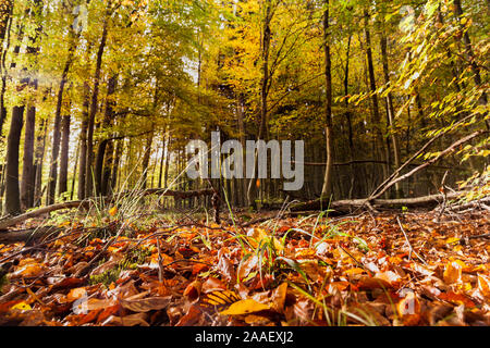 Bosco di latifoglie in autunno Foto Stock