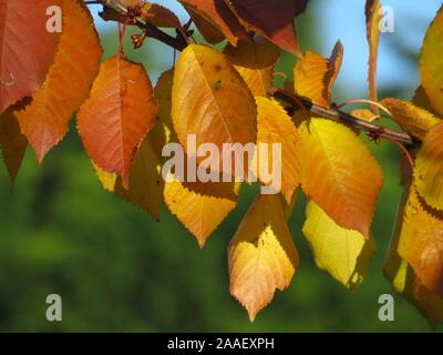 Primo piano di foglie d'autunno gialle e arancioni vivide su un albero di ciliegio Foto Stock