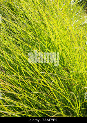 Bellissimo sfondo verde di erba lunga pale Foto Stock