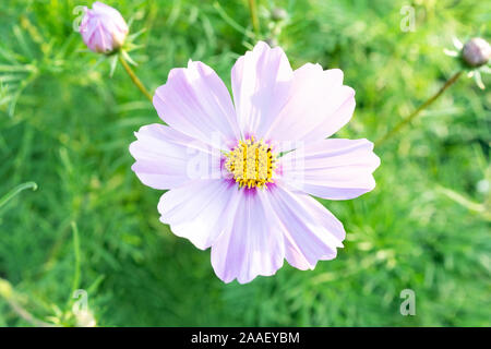 Fiori di colore rosa cosmo bloom splendidamente per la luce del mattino. Foto Stock