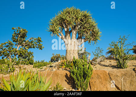 Giardino tropicale di alberi. Re Quiver tree, o Aloe pillansii, una delle più rare piante in tutto il mondo Foto Stock