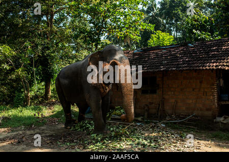 Bellissima l'elefante indiano mangia foglie e rami di alberi vicino alla baita. Foto Stock