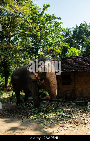 Bellissima l'elefante indiano mangia foglie e rami di alberi vicino alla baita. Foto Stock