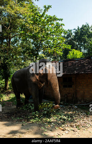 Bellissima l'elefante indiano mangia foglie e rami di alberi vicino alla baita. Foto Stock