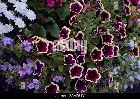 La Petunia Cascadia Magenta di RIM Foto Stock