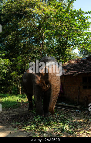 Bellissima l'elefante indiano mangia foglie e rami di alberi vicino alla baita. Foto Stock