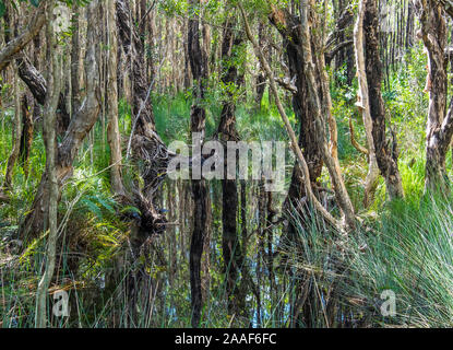 Foresta di pioggia dettaglio con gramigna Foto Stock