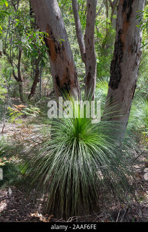 Foresta di pioggia dettaglio con gramigna Foto Stock