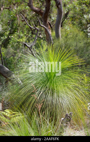 Foresta di pioggia dettaglio con gramigna Foto Stock