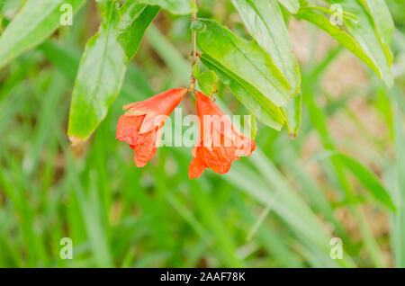 Fiori di melograno Foto Stock