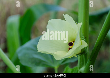 Fiore di Okra giallo Foto Stock