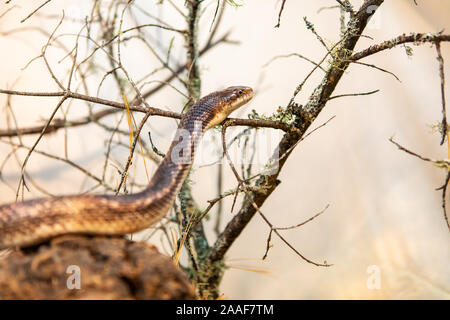 Close up e messa a fuoco selettiva vista laterale del ratto serpente sulla testa, il serpente crawl a secco di ramoscelli, rettili i rami dell'albero. Foto Stock