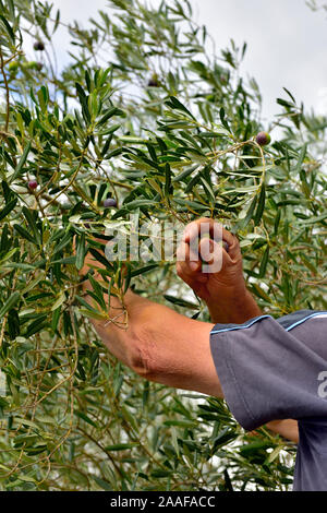 Agricoltore raccolta a mano delle olive da alberi per la trasformazione in olio d'oliva, Dignano, Croazia. Fanno cadere le olive su net al di sotto di Foto Stock