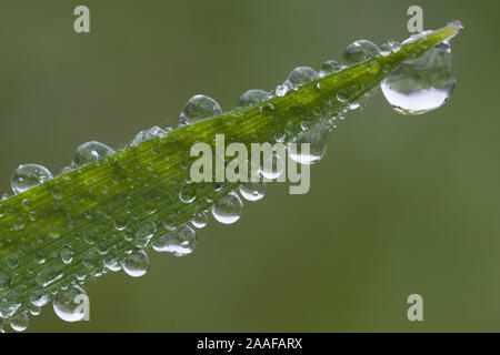 Wassertropfen auf einem Grashalm, Tropfen, Wasser, Wassertropfen beginnen zu gefrieren Foto Stock