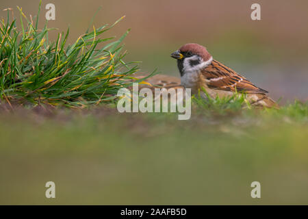 Eurasian tree sparrow (Passer montanus), una bella seduta di uccello sull'erba, Repubblica Ceca Foto Stock