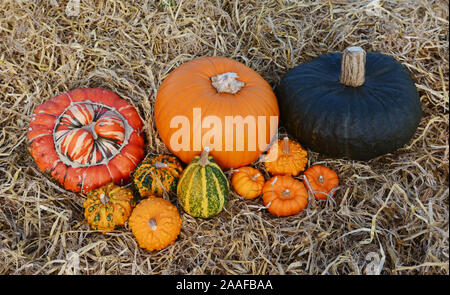 Gruppo di grandi e piccole zucche e zucche - arancione e verde - sulla paglia Foto Stock