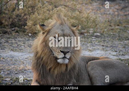 Giovane maschio lion in appoggio al mattino calore dopo una notte di successo della caccia Foto Stock