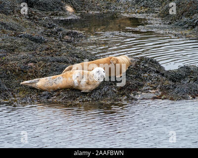 Le guarnizioni di tenuta comune (Porto guarnizione, Phoca vitulina) su alga rocce coperte con la bassa marea sulla isola di Colonsay, Scotland, Regno Unito Foto Stock