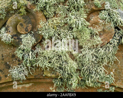 Fruticose lichen (Ramalina siliquosa) cresce sulle gravi headstone, Kilchattan inferiore cimitero, Isola di Colonsay, Scotland, Regno Unito Foto Stock