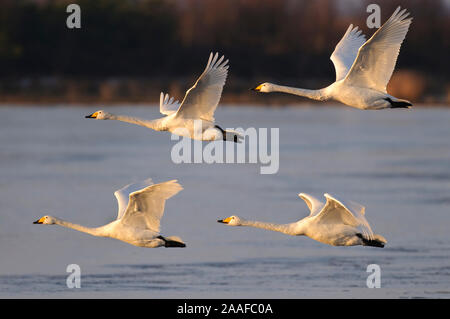 Singschwan (Cygnus cygnus) Rastvogel, Schwan, Singschwan, Livello, Voegel, Vogel, Whooper Swan, inverno, Zugvogel Foto Stock