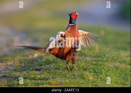 Fasan, Balz, Phasianus colchicus, fagiano comune Foto Stock