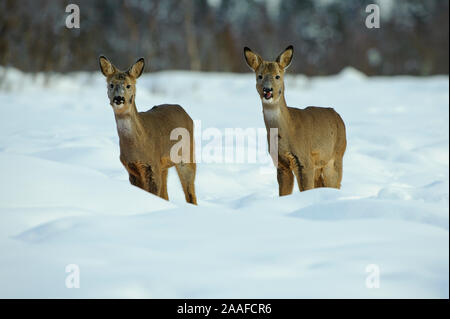 Rehe im Winter, Capreolus capreolus Foto Stock