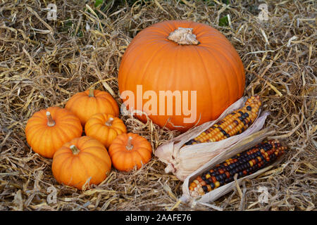 Cinque mini zucche e due ornamentali tutoli di mais con un maturo arancione zucca su un letto di paglia Foto Stock