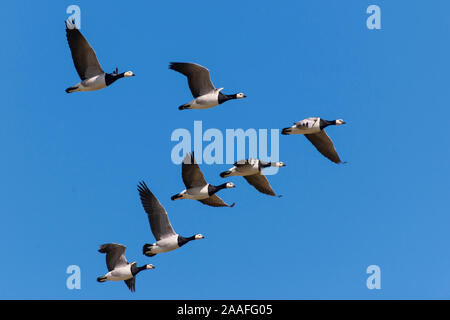 Weisswangengans, auch Nonnengans, im societé Flug, Gruppe, mehrere, Foto Stock