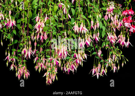 Fucsia, Chelsea Flower Show a Londra, Inghilterra, Regno Unito, Europa Foto Stock