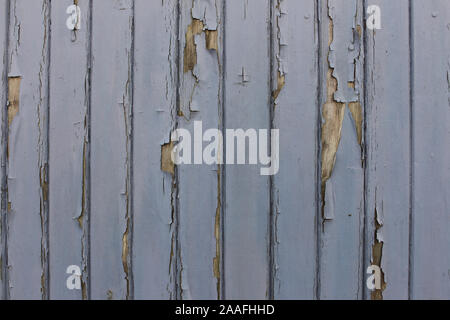 Primo piano della parete in legno con la luce blu vernice scrostata off Foto Stock