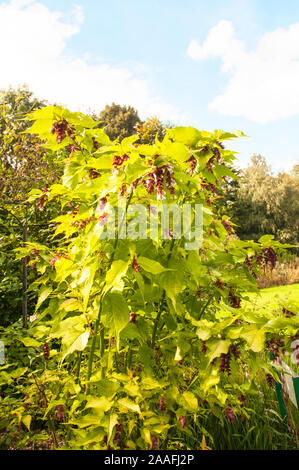 Leycesteria formosa Caprifoglio himalayana. Un montante di latifoglie arbusto con fiori di colore bianco da estate fino ad inizio autunno ed è completamente hardy. Foto Stock