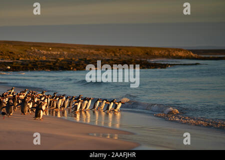 Grande numero di pinguini di Gentoo (Pygoscelis papua) trattenuto da andare al mare da una guarnizione di Leopard, fuori di colpo, offshore di caccia più deprimente isola. Foto Stock