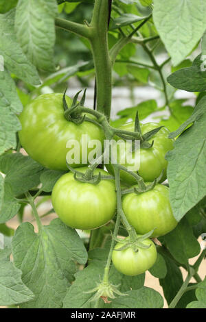 Pomodori verdi in una pianta di pomodoro Solanum lycopersicum Foto Stock