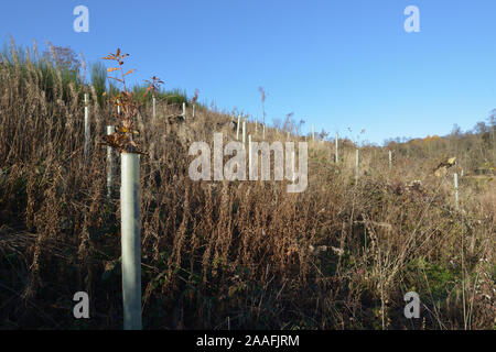 Albero nazionale piantando iniziativa Foto Stock
