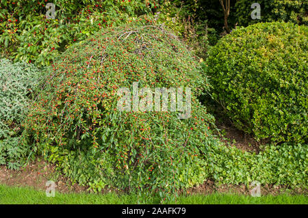 Cotoneaster Hybridus pendulus con luminosi di bacche rosse in autunno. Un arbusto sempreverde che ha pianto rami sviluppati come standard ed è completamente hardy Foto Stock